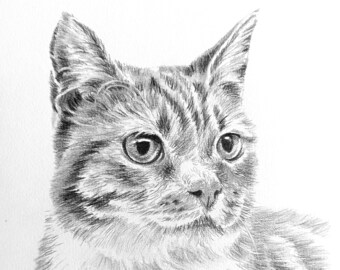 CUSTOM PET PORTRAIT, Pet Portrait Custom Charcoal, Custom Pet Memorial, Cat Portrait Charcoal, Pet Loss Gift, Pet Portrait Drawing, Dog Art