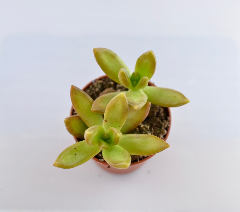 Sedum Adolphii Golden Sedum