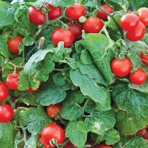 May include: A close-up of a tomato plant laden with bright red cherry tomatoes. The tomatoes are round and clustered among vibrant green leaves. The image showcases a healthy, thriving plant, suggesting a home garden or agricultural setting.