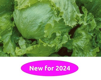 Great Lakes 118 Lettuce, 200+ Seeds NON-GMO Organically Grown