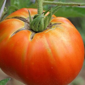 Hillbilly Tomato, 20 Seeds NON-GMO Organically Grown