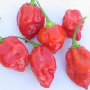 Red Habanero Hot Pepper, 25+ Seeds NON-GMO Organically Grown