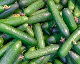 Muncher Cucumber, 20 Seeds NON-GMO Organically Grown