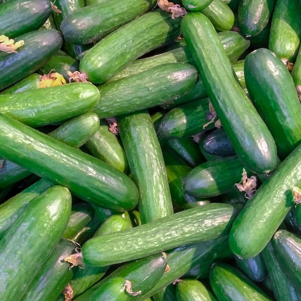 Muncher Cucumber, 20 Seeds NON-GMO Organically Grown
