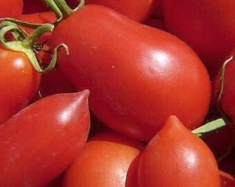 Chico III Tomato, 10 Seeds NON-GMO Organically Grown