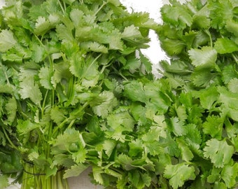 Cilantro/Coriander, 20 Seeds NON-GMO Organically Grown