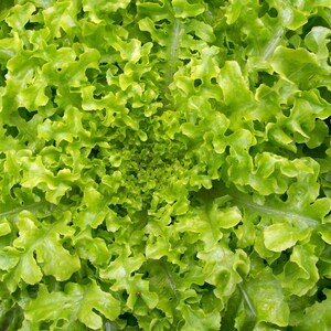 Green Salad Bowl Lettuce, 200+ Seeds NON-GMO Organically Grown