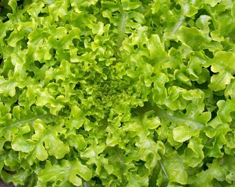 May include: Close-up of a vibrant green leafy lettuce plant. The leaves are tightly packed and have a ruffled texture.