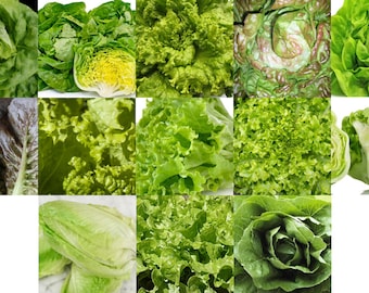 13-variety Lettuce Box Collection - NEW!