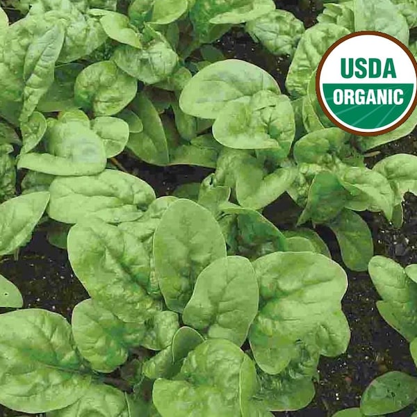 Matador Spinach, 25+ Seeds NON-GMO Certified Organic