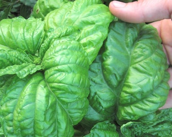 Mammoth Basil, 25+ Seeds NON-GMO Organically Grown