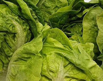Little Gem Lettuce, 200+ Seeds NON-GMO Organically Grown