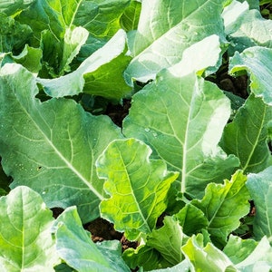 Premiere Kale, 25+ Seeds NON-GMO Organically Grown