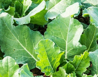 Premiere Kale, 25+ Seeds NON-GMO Organically Grown