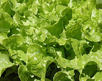 Oak Leaf Lettuce, 200+ Seeds NON-GMO Organically Grown