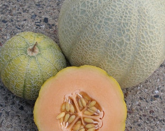 Minnesota Midget Melon, 20 Seeds NON-GMO Organically Grown