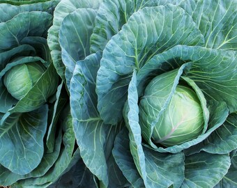 Early Jersey Wakefield Cabbage, 25+ Seeds NON-GMO Organically Grown