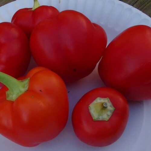 Alma Paprika Pepper, 25+ Seeds NON-GMO Organically Grown