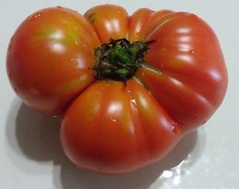 May include: A large, red, heirloom tomato with an unusual, bumpy shape. The tomato has a deep red color and a glossy finish.