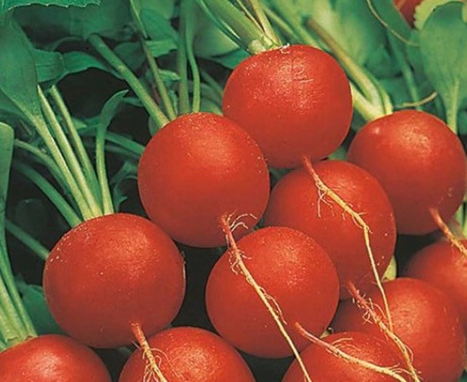 Early Scarlet Globe Radish, 25 Seeds NONGMO Organically Grown Etsy