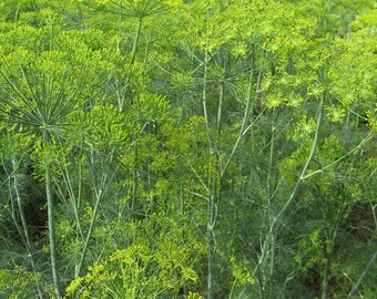 May include: A close-up view of a field of dill plants with green stems and feathery leaves. The dill is in full bloom with small yellow flowers.