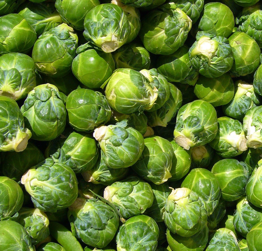 thumbnail image 2 of Long Island Brussel Sprout Seeds – Organic, Non-GMO, Heirloom – Back To Nature Seed Co. 2 of 6
