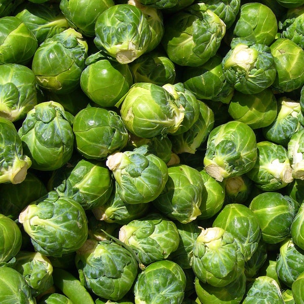 Brussel Sprout Etsy