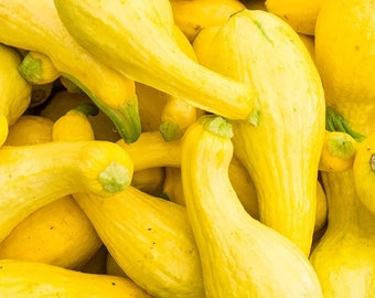May include: A close-up of a pile of yellow summer squash. The squash are arranged in a random pattern, with some overlapping.