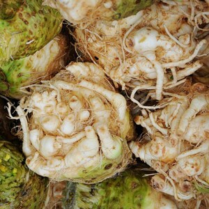 May include: Close-up of several celery root vegetables. The roots are a creamy white color with a network of thin, light brown roots and a rough, textured exterior. Some sections have a green hue.
