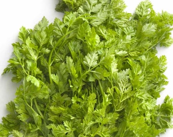 Chervil, 100+ Seeds NON-GMO Organically Grown