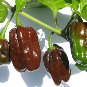 Chocolate Habanero Hot Pepper, 10 Seeds NON-GMO Organically Grown