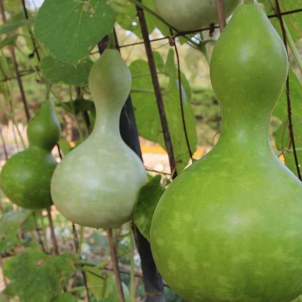 Birdhouse Gourd, 10 Seeds NON-GMO Organically Grown