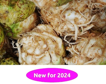 Giant Prague Celeriac, 500+ Seeds NON-GMO Organically Grown