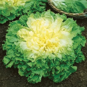 May include: Close-up of a fresh head of lettuce with a vibrant mix of green and yellow leaves. The outer leaves are a deep green, transitioning to a pale yellow at the center. The lettuce is shown in a garden setting.