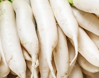 Japanese Minowase Daikon Radish, 25+ Seeds NON-GMO Organically Grown