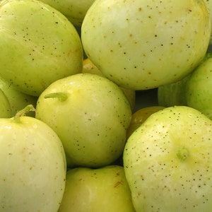 Lemon Cucumber, 25+ Seeds NON-GMO Organically Grown