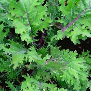 Red Russian Kale, 25+ Seeds NON-GMO Organically Grown