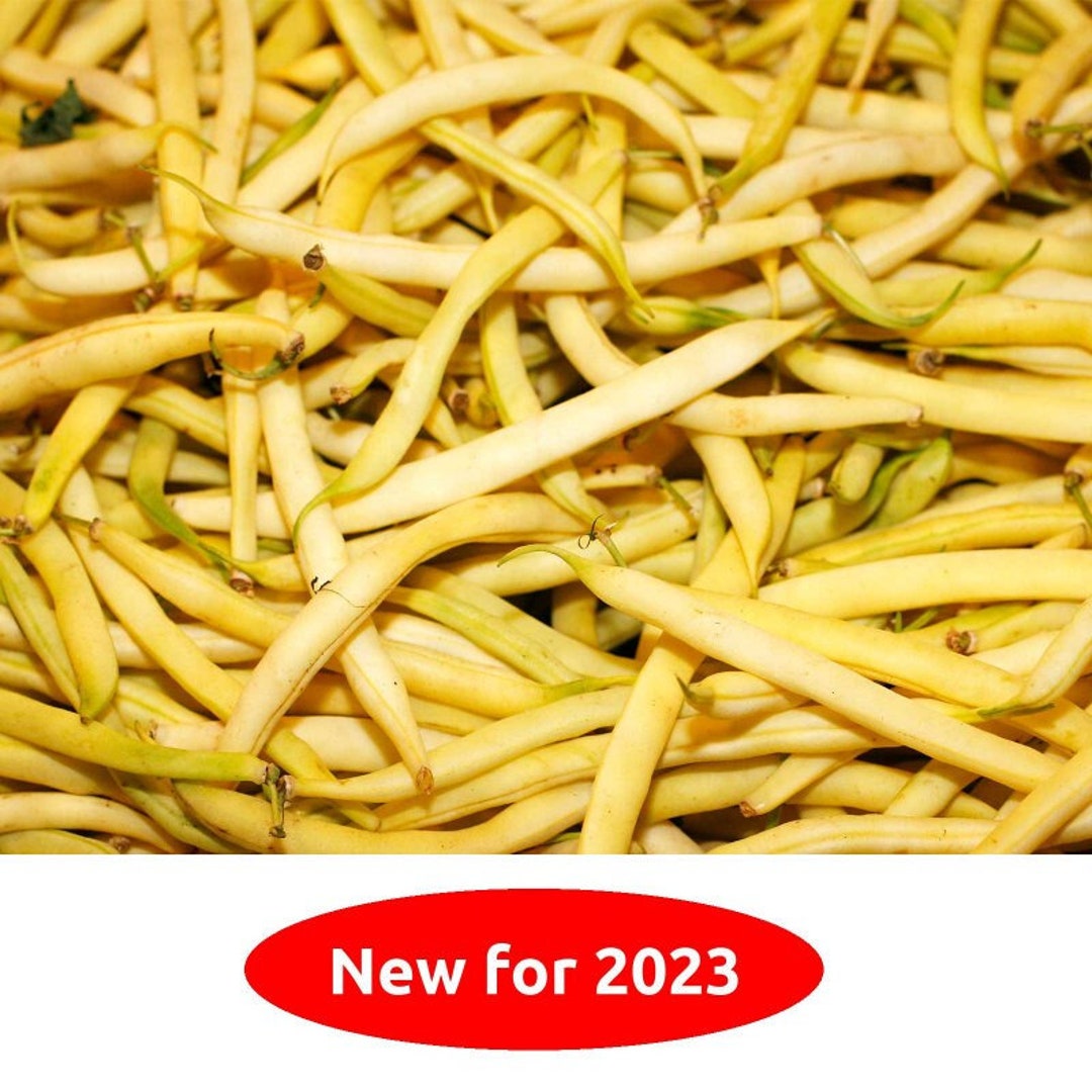 Topnotch Yellow Wax Bush Bean 20 Seeds NONGMO Organically Etsy