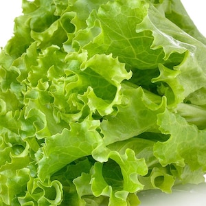 Green Leaf Lettuce, 200+ Seeds NON-GMO Organically Grown