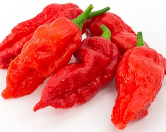 Ghost Pepper, 25+ Seeds HOT! NON-GMO Organically Grown