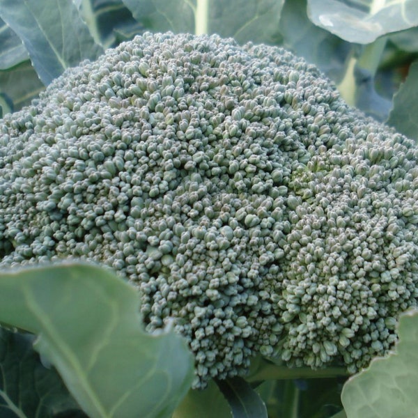 De Cicco Broccoli, 25+ Seeds NON-GMO Organically Grown