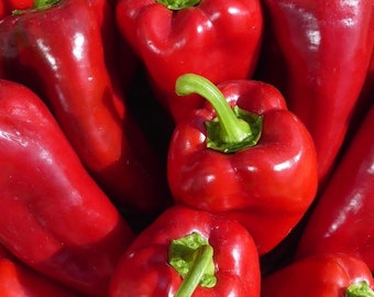 Ajvarski Sweet Pepper, 15 Seeds NON-GMO Organically Grown