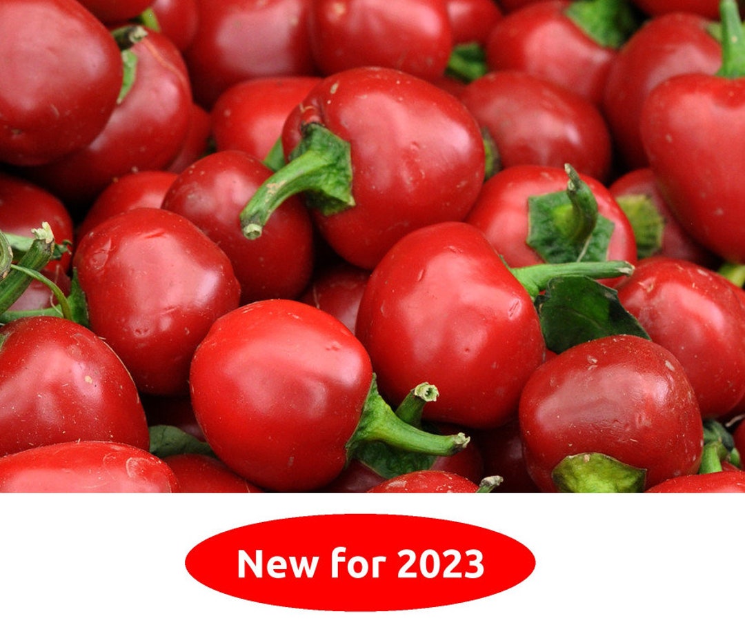 Cherry Bomb Pepper 15 Seeds NONGMO Organically Grown Etsy