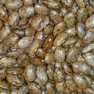 May include: A close-up view of a pile of brown pinto beans. The beans are speckled with dark brown spots and have a slightly oval shape.