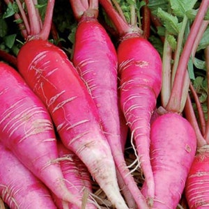 China Rose Radish, 25+ Seeds NON-GMO Organically Grown