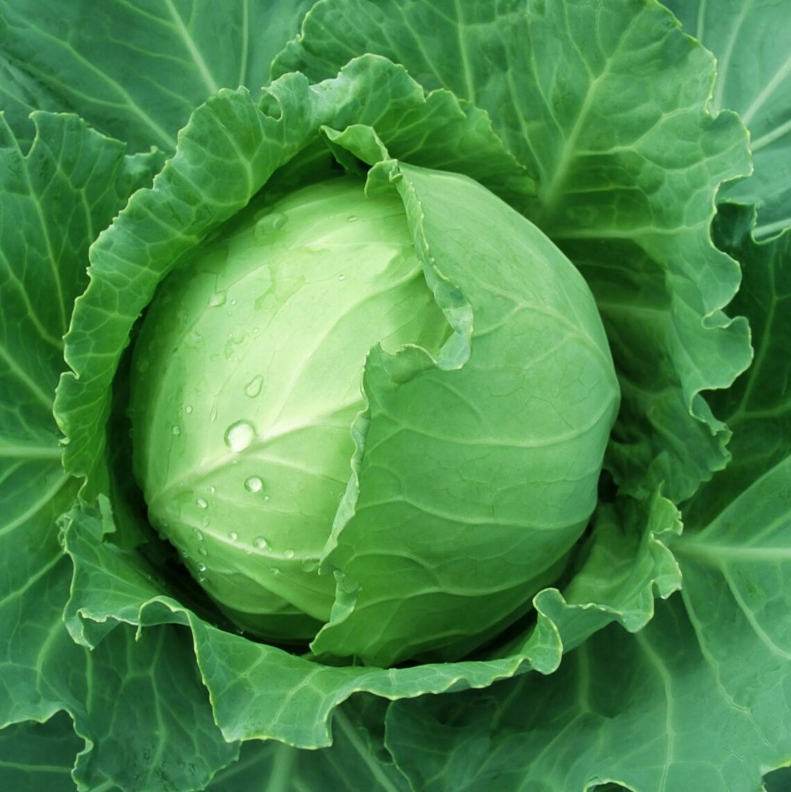 25 Brunswick Cabbage Seeds NONGMO Organically Grown Etsy