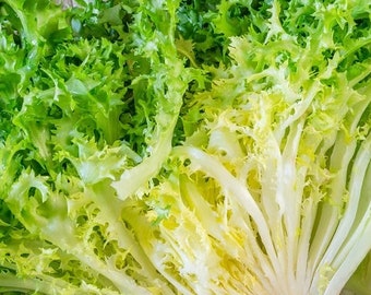 Frisee Endive, 200+ Seeds NON-GMO Organically Grown