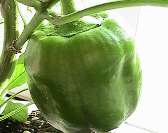 Bull Nose Bell Pepper, 10 Seeds NON-GMO Organically Grown