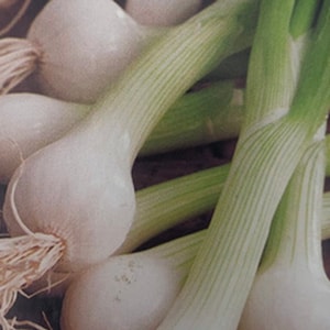 Southport White Globe Bunching Onion, 25+ Seeds NON-GMO Organically Grown