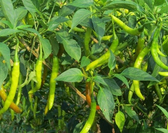 Pusa Jwala Pepper, 10 Seeds NON-GMO Organically Grown